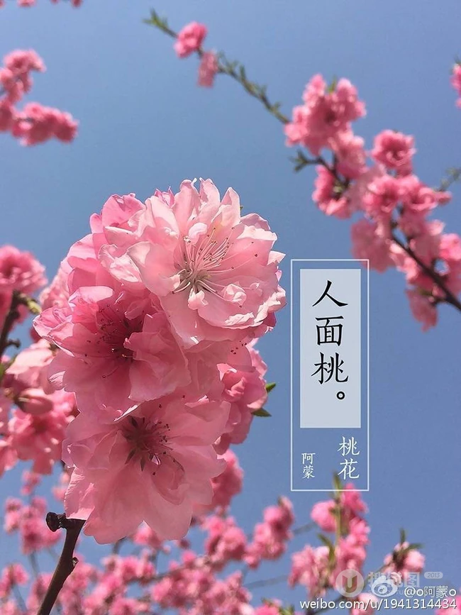 三月阳春桃花红，宛如朝霞般的浅粉桃花摄影美图欣赏