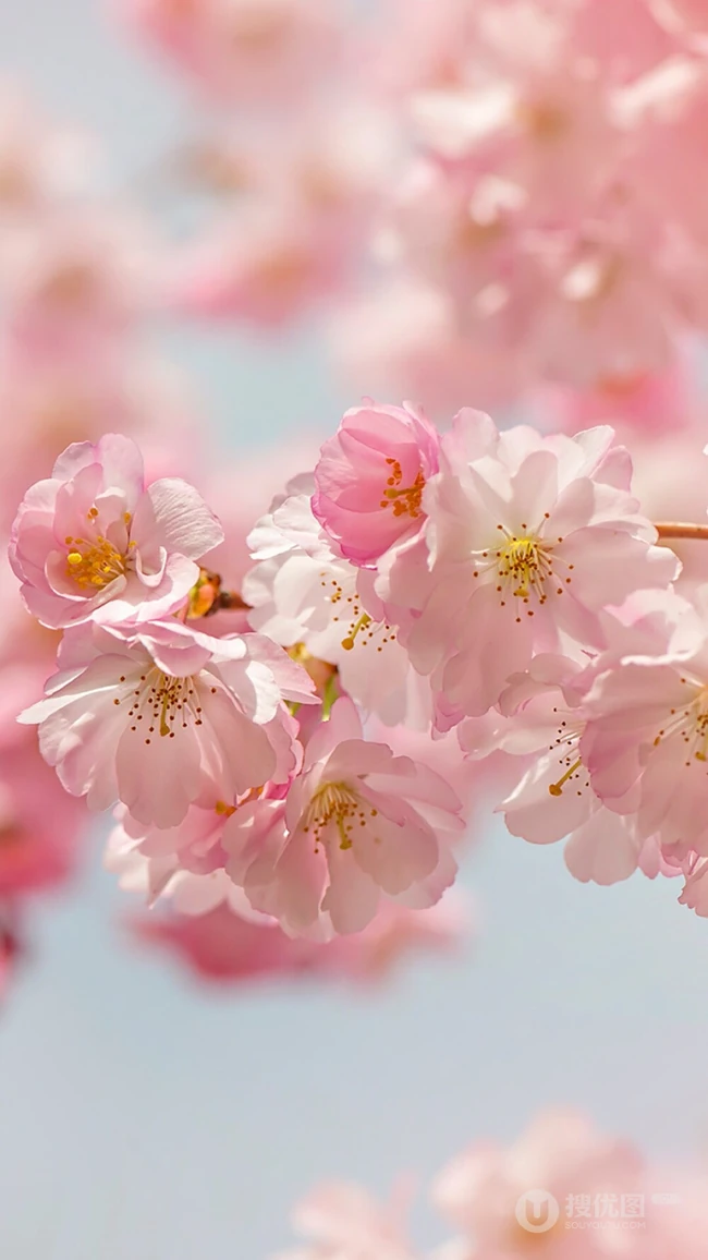 三月阳春桃花红，宛如朝霞般的浅粉桃花摄影美图欣赏
