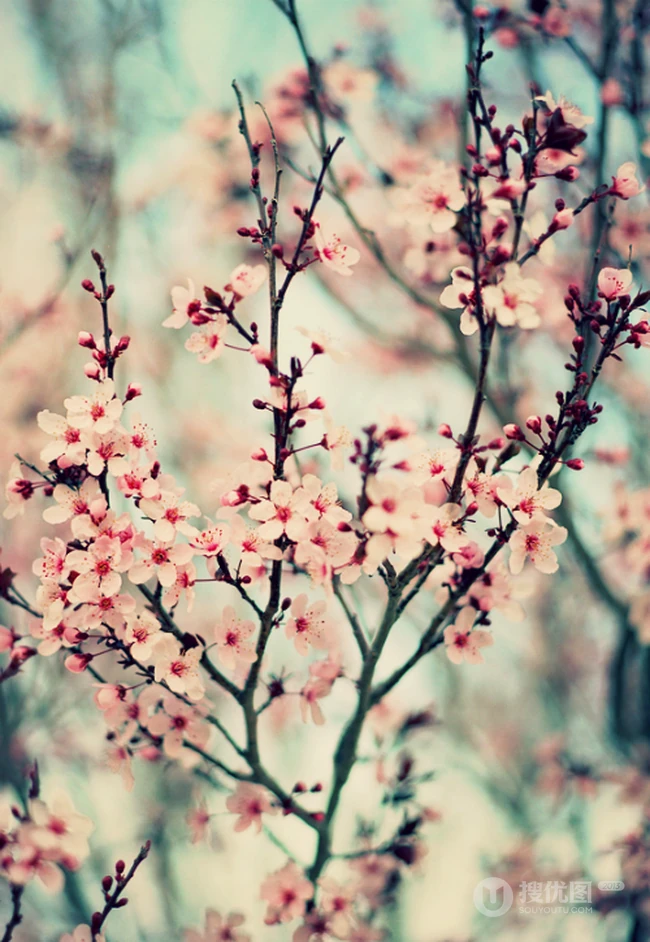 三月阳春桃花红，宛如朝霞般的浅粉桃花摄影美图欣赏