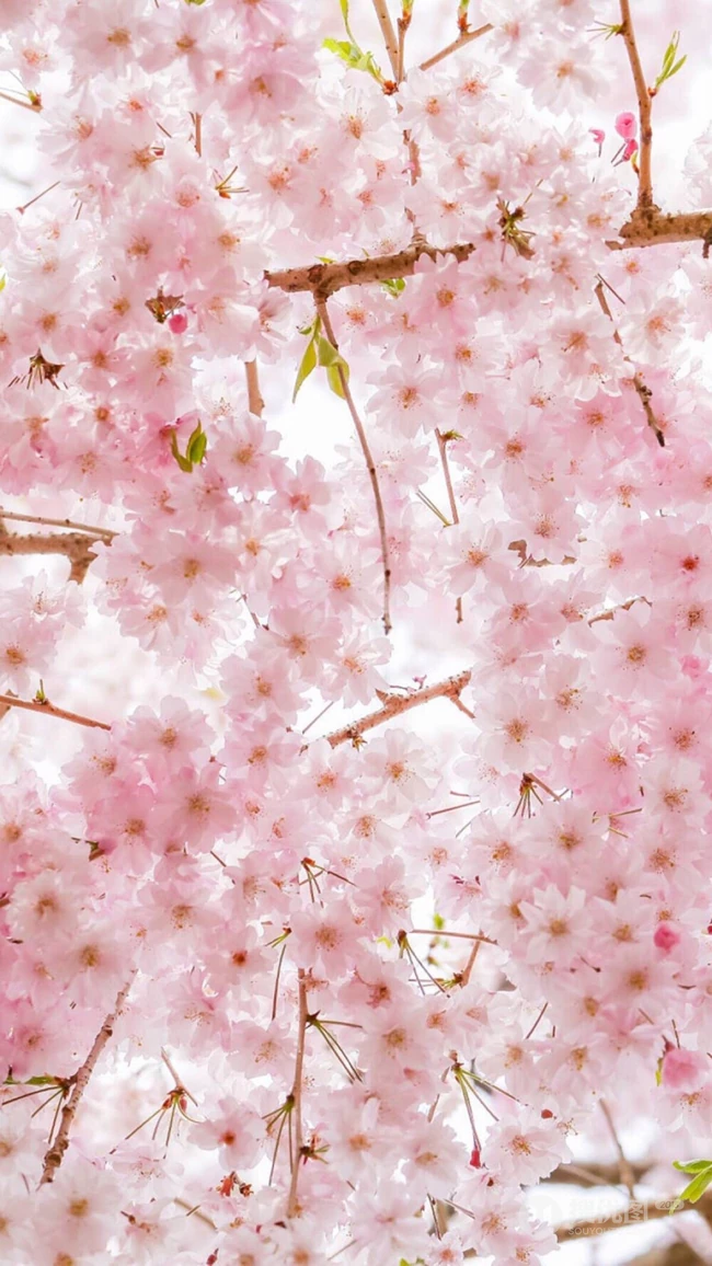 三月阳春桃花红，宛如朝霞般的浅粉桃花摄影美图欣赏