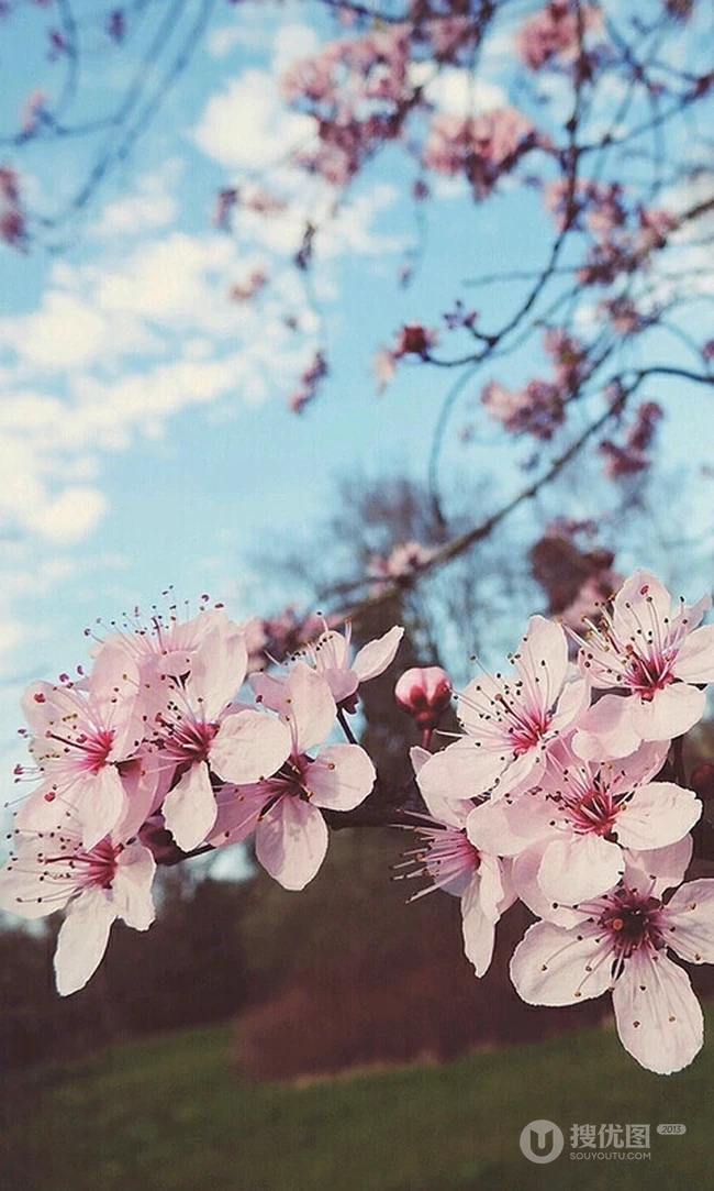 三月阳春桃花红，宛如朝霞般的浅粉桃花摄影美图欣赏