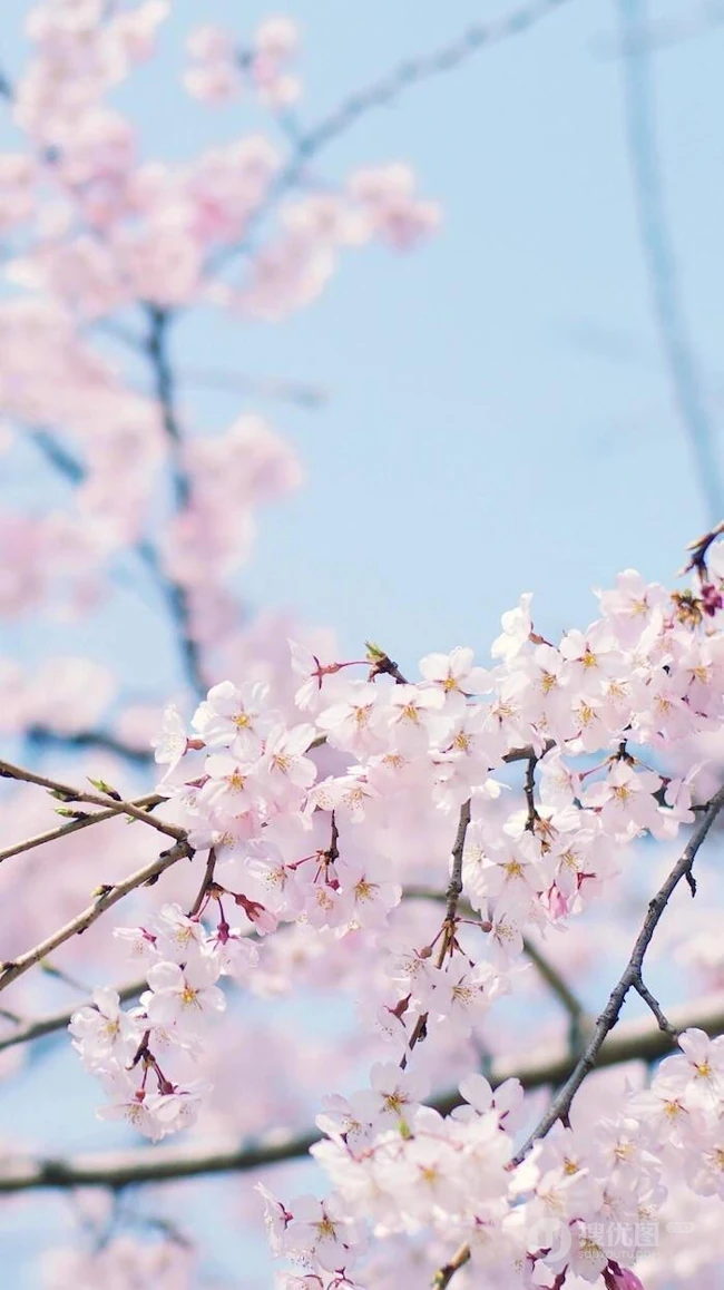 三月阳春桃花红，宛如朝霞般的浅粉桃花摄影美图欣赏