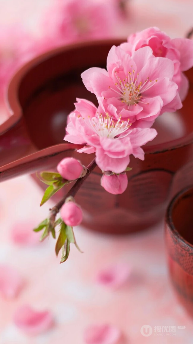 三月阳春桃花红，宛如朝霞般的浅粉桃花摄影美图欣赏