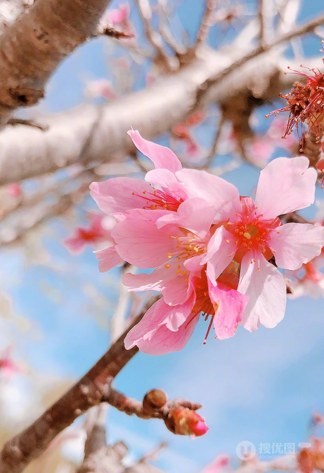 三月阳春桃花红，宛如朝霞般的浅粉桃花摄影美图欣赏