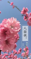 三月阳春桃花红，宛如朝霞般的浅粉桃花摄影美图欣赏