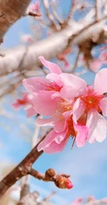梅花寒梅图片，最超凡脱俗的腊梅梅花唯美摄影图片