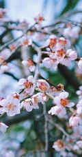 梅花寒梅图片，最超凡脱俗的腊梅梅花唯美摄影图片