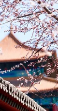 梅花寒梅图片，最超凡脱俗的腊梅梅花唯美摄影图片