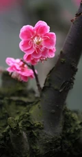 梅花寒梅图片，最超凡脱俗的腊梅梅花唯美摄影图片