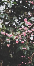 梅花寒梅图片，最超凡脱俗的腊梅梅花唯美摄影图片