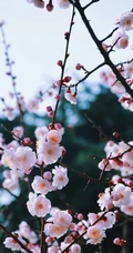 梅花寒梅图片，最超凡脱俗的腊梅梅花唯美摄影图片