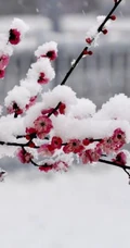 梅花寒梅图片，最超凡脱俗的腊梅梅花唯美摄影图片