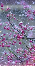 梅花寒梅图片，最超凡脱俗的腊梅梅花唯美摄影图片
