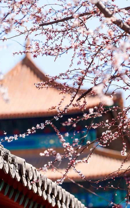 梅花寒梅图片，最超凡脱俗的腊梅梅花唯美摄影图片