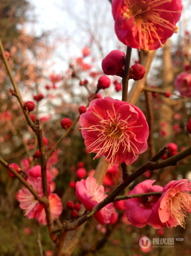 梅花寒梅图片，最超凡脱俗的腊梅梅花唯美摄影图片