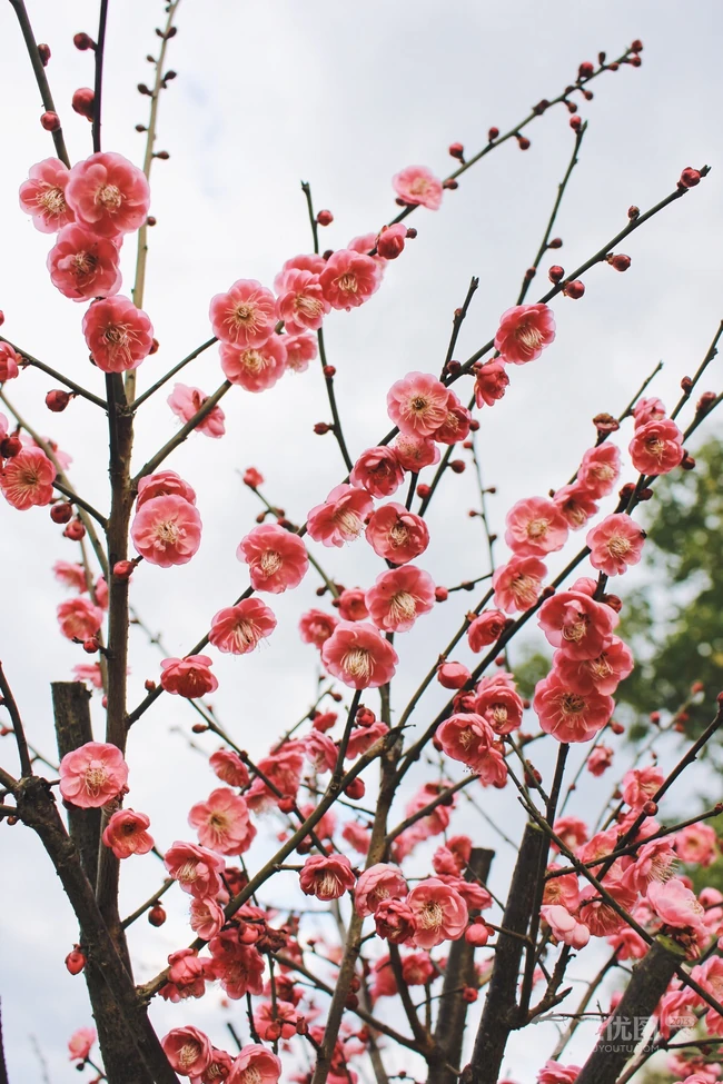 梅花寒梅图片，最超凡脱俗的腊梅梅花唯美摄影图片
