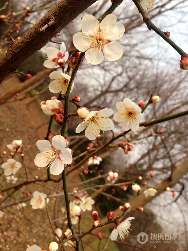 梅花寒梅图片，最超凡脱俗的腊梅梅花唯美摄影图片