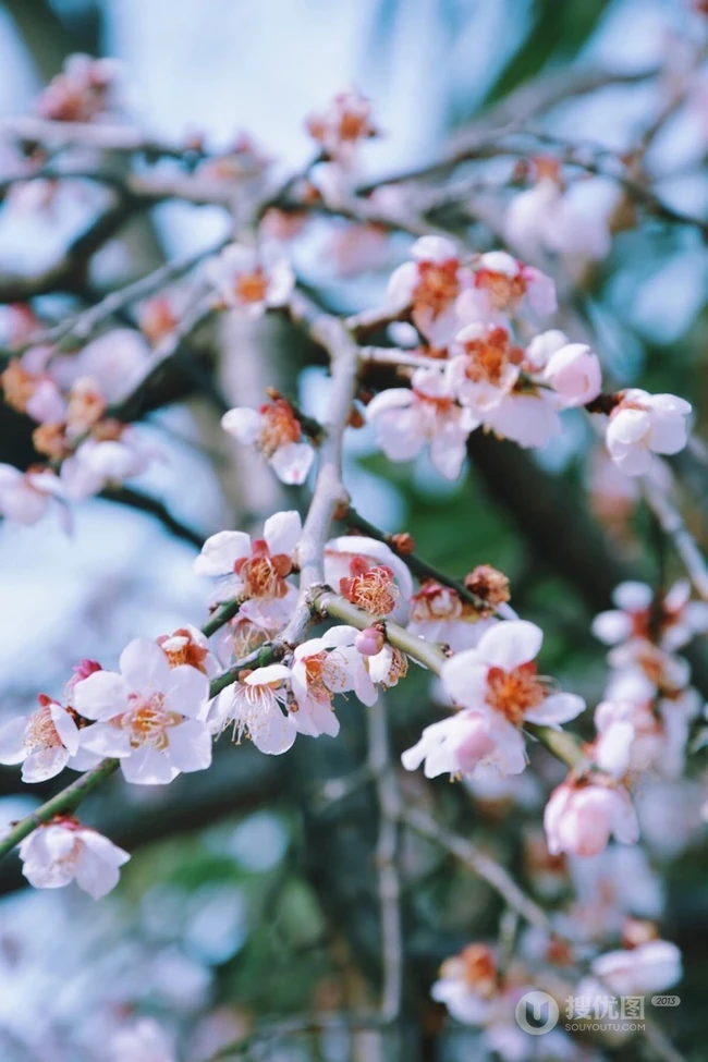 梅花寒梅图片，最超凡脱俗的腊梅梅花唯美摄影图片
