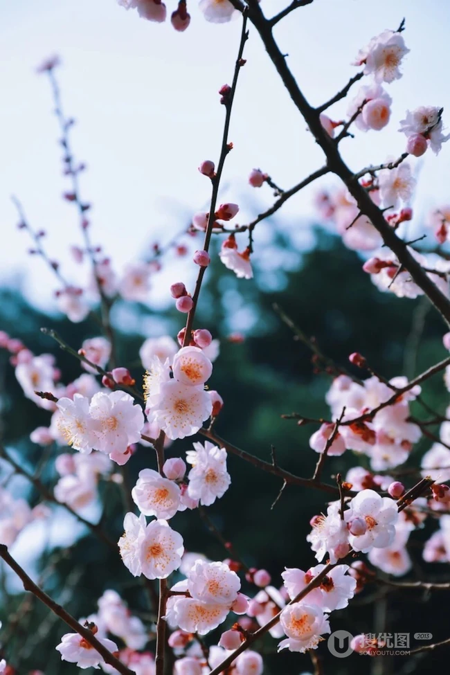 梅花寒梅图片，最超凡脱俗的腊梅梅花唯美摄影图片