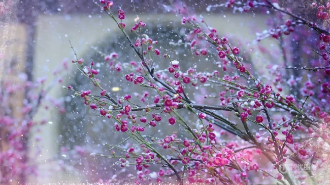 梅花寒梅图片，最超凡脱俗的腊梅梅花唯美摄影图片