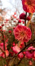 梅花寒梅图片，最超凡脱俗的腊梅梅花唯美摄影图片