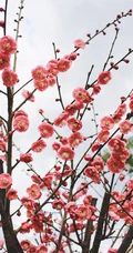 梅花寒梅图片，最超凡脱俗的腊梅梅花唯美摄影图片