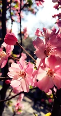 海棠花图片，花开海棠，观赏性植物花卉海棠花唯美摄影图片