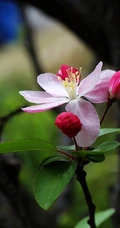 海棠花图片，花开海棠，观赏性植物花卉海棠花唯美摄影图片