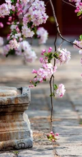 海棠花图片，花开海棠，观赏性植物花卉海棠花唯美摄影图片