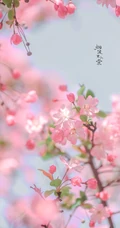 海棠花图片，花开海棠，观赏性植物花卉海棠花唯美摄影图片