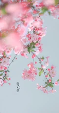 海棠花图片，花开海棠，观赏性植物花卉海棠花唯美摄影图片