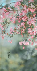 海棠花图片，花开海棠，观赏性植物花卉海棠花唯美摄影图片