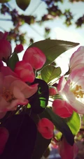海棠花图片，花开海棠，观赏性植物花卉海棠花唯美摄影图片