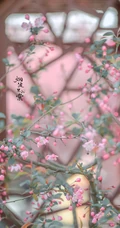 海棠花图片，花开海棠，观赏性植物花卉海棠花唯美摄影图片