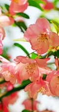 海棠花图片，花开海棠，观赏性植物花卉海棠花唯美摄影图片