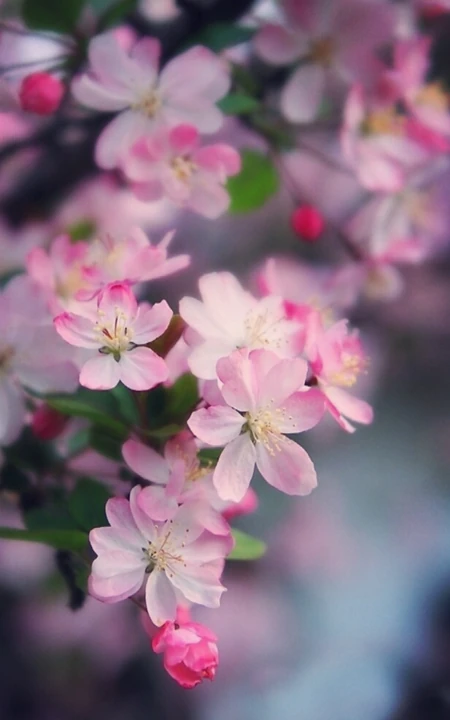 海棠花图片，花开海棠，观赏性植物花卉海棠花唯美摄影图片