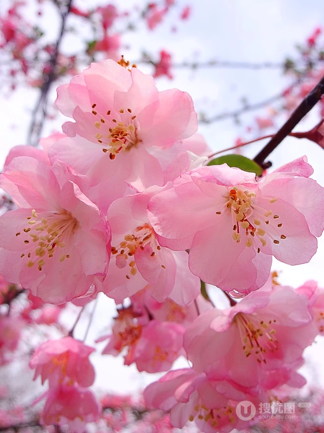 海棠花图片，花开海棠，观赏性植物花卉海棠花唯美摄影图片