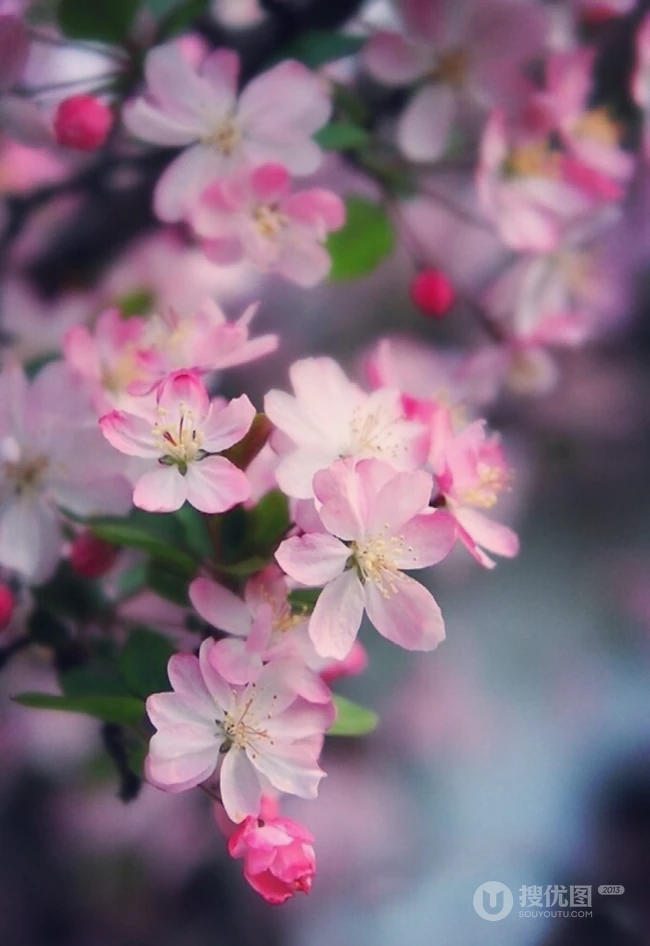 海棠花图片，花开海棠，观赏性植物花卉海棠花唯美摄影图片