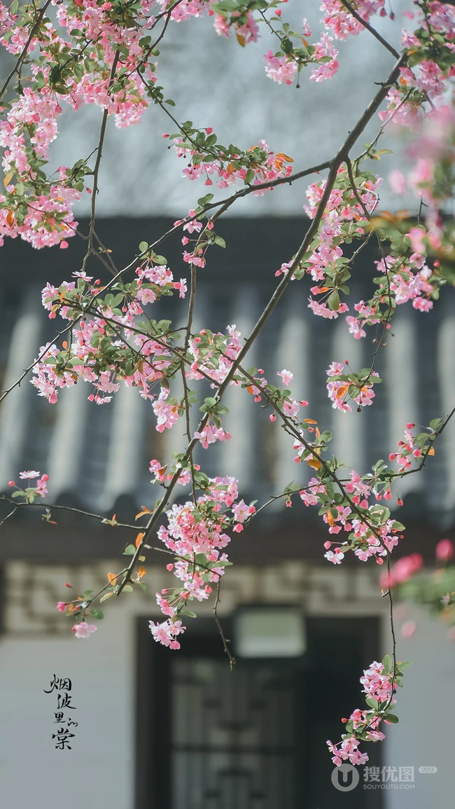 海棠花图片，花开海棠，观赏性植物花卉海棠花唯美摄影图片