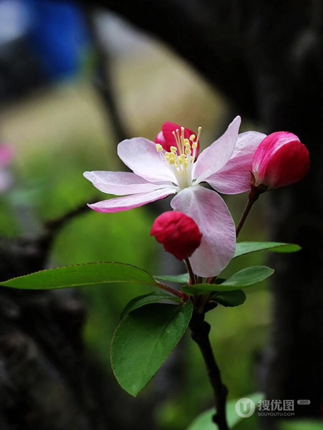 海棠花图片，花开海棠，观赏性植物花卉海棠花唯美摄影图片