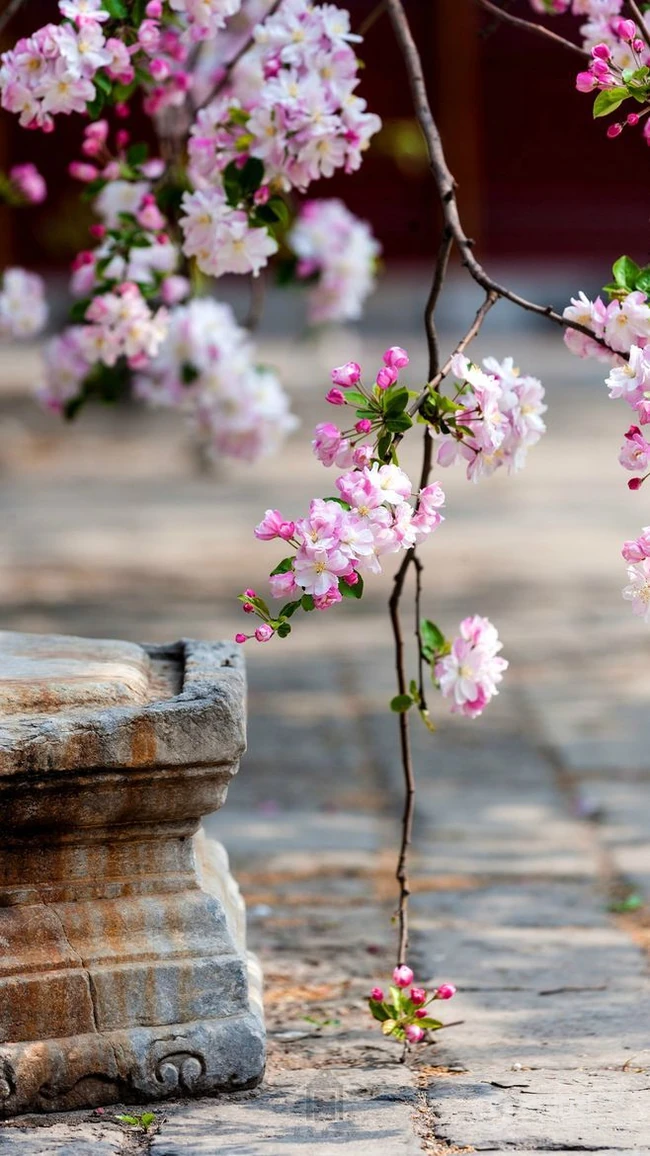 海棠花图片，花开海棠，观赏性植物花卉海棠花唯美摄影图片