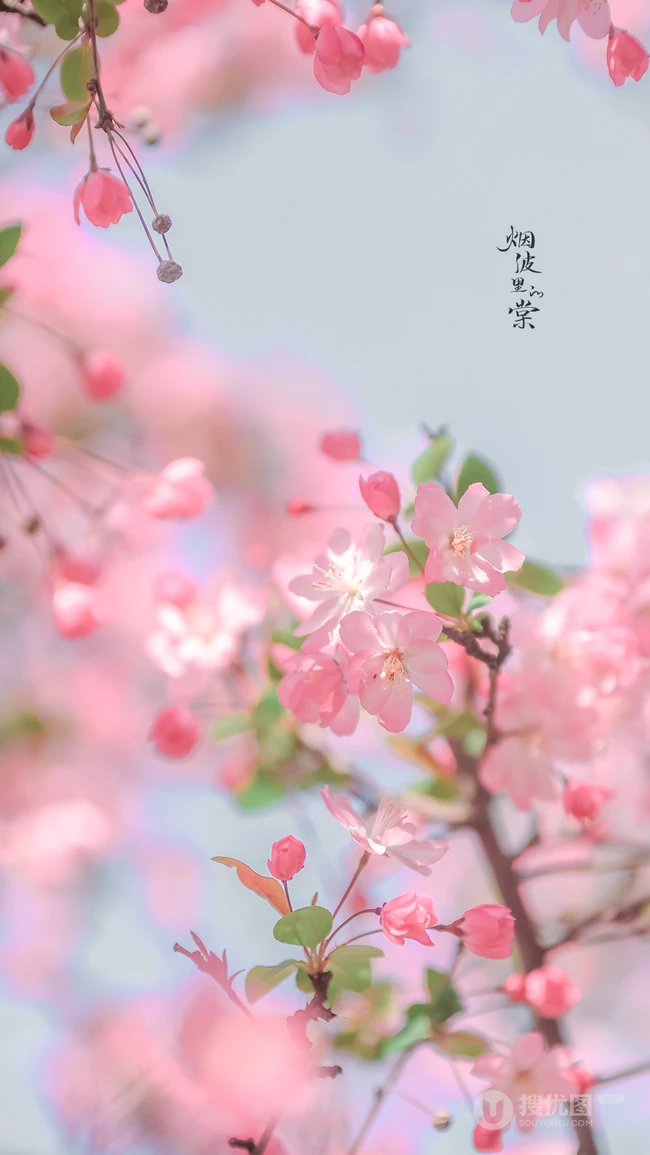 海棠花图片，花开海棠，观赏性植物花卉海棠花唯美摄影图片