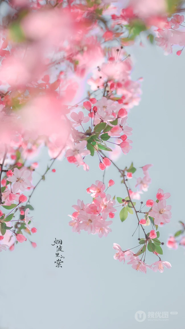 海棠花图片，花开海棠，观赏性植物花卉海棠花唯美摄影图片