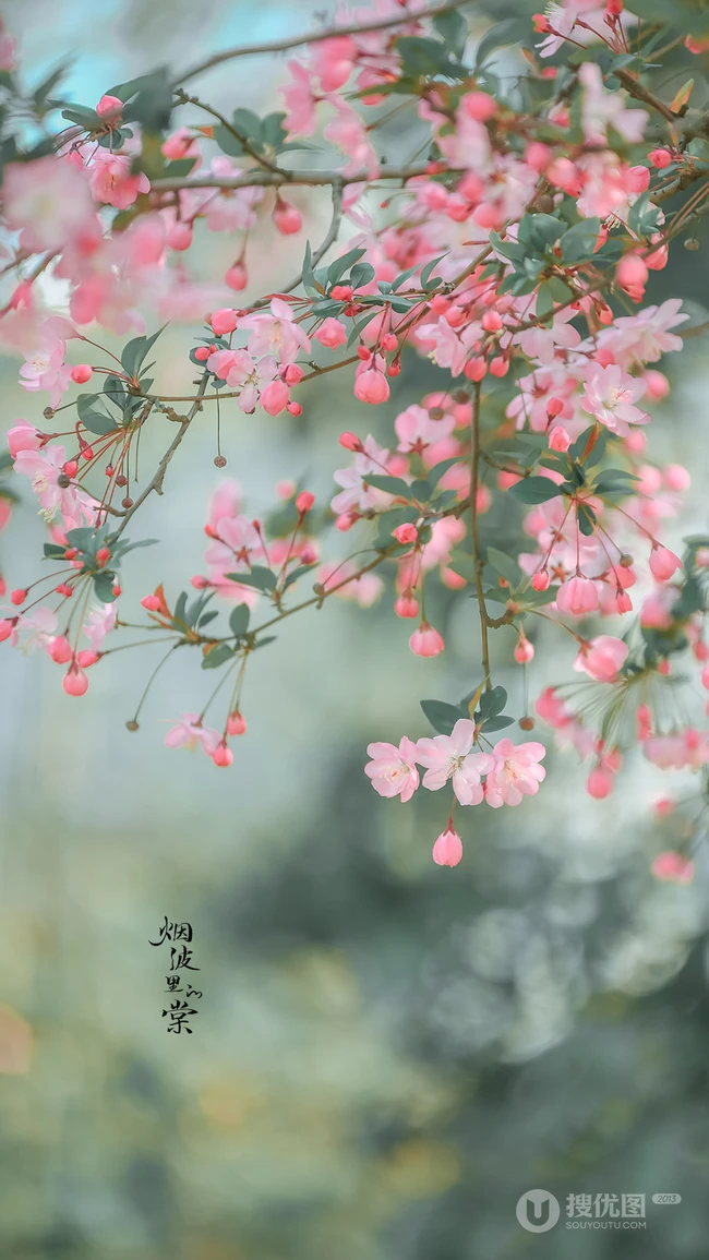海棠花图片，花开海棠，观赏性植物花卉海棠花唯美摄影图片