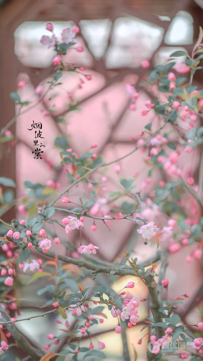 海棠花图片，花开海棠，观赏性植物花卉海棠花唯美摄影图片