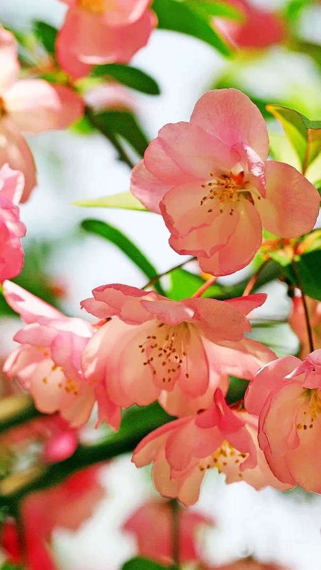 海棠花图片，花开海棠，观赏性植物花卉海棠花唯美摄影图片