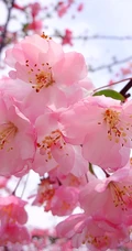 海棠花图片，花开海棠，观赏性植物花卉海棠花唯美摄影图片