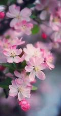 海棠花图片，花开海棠，观赏性植物花卉海棠花唯美摄影图片