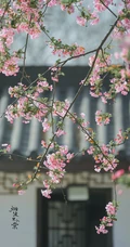 海棠花图片，花开海棠，观赏性植物花卉海棠花唯美摄影图片