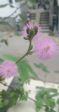 含羞草唯美图片，含羞草叶子花朵唯美摄影图片